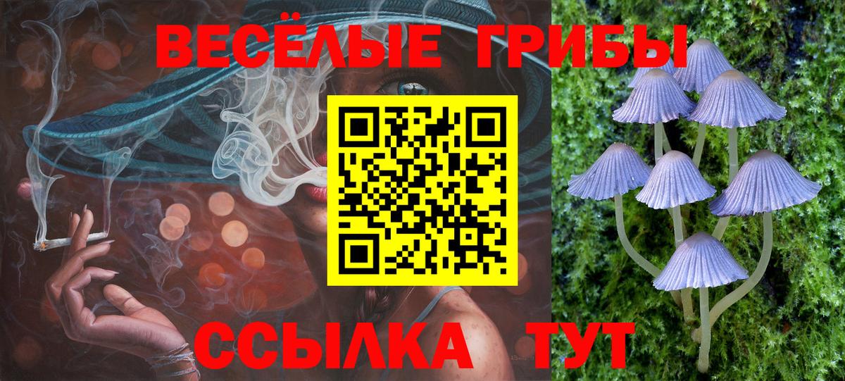 Галлюциногенные грибы Psilocybine cubensis Махачкала